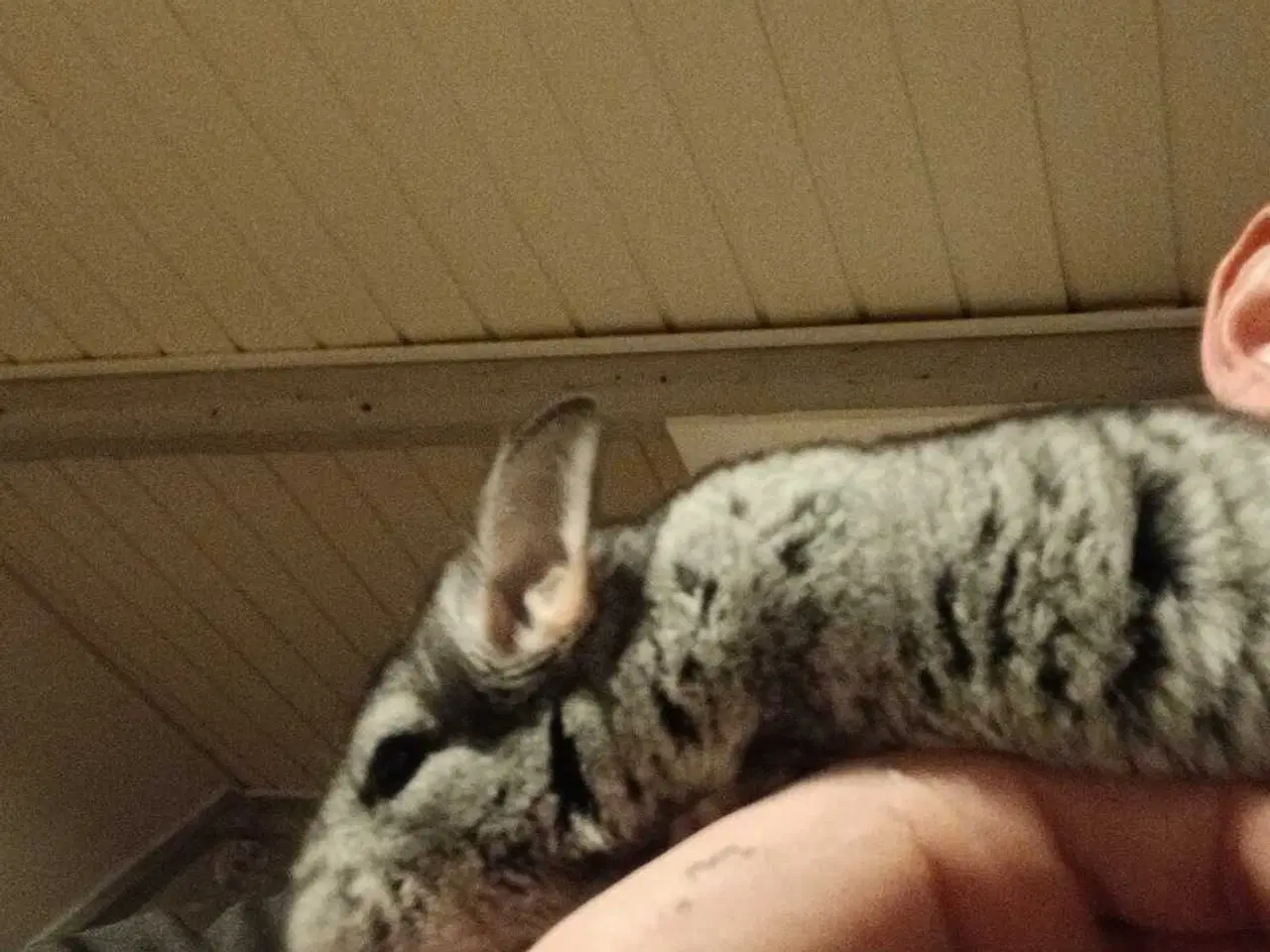 Billede 2 - Chinchilla 