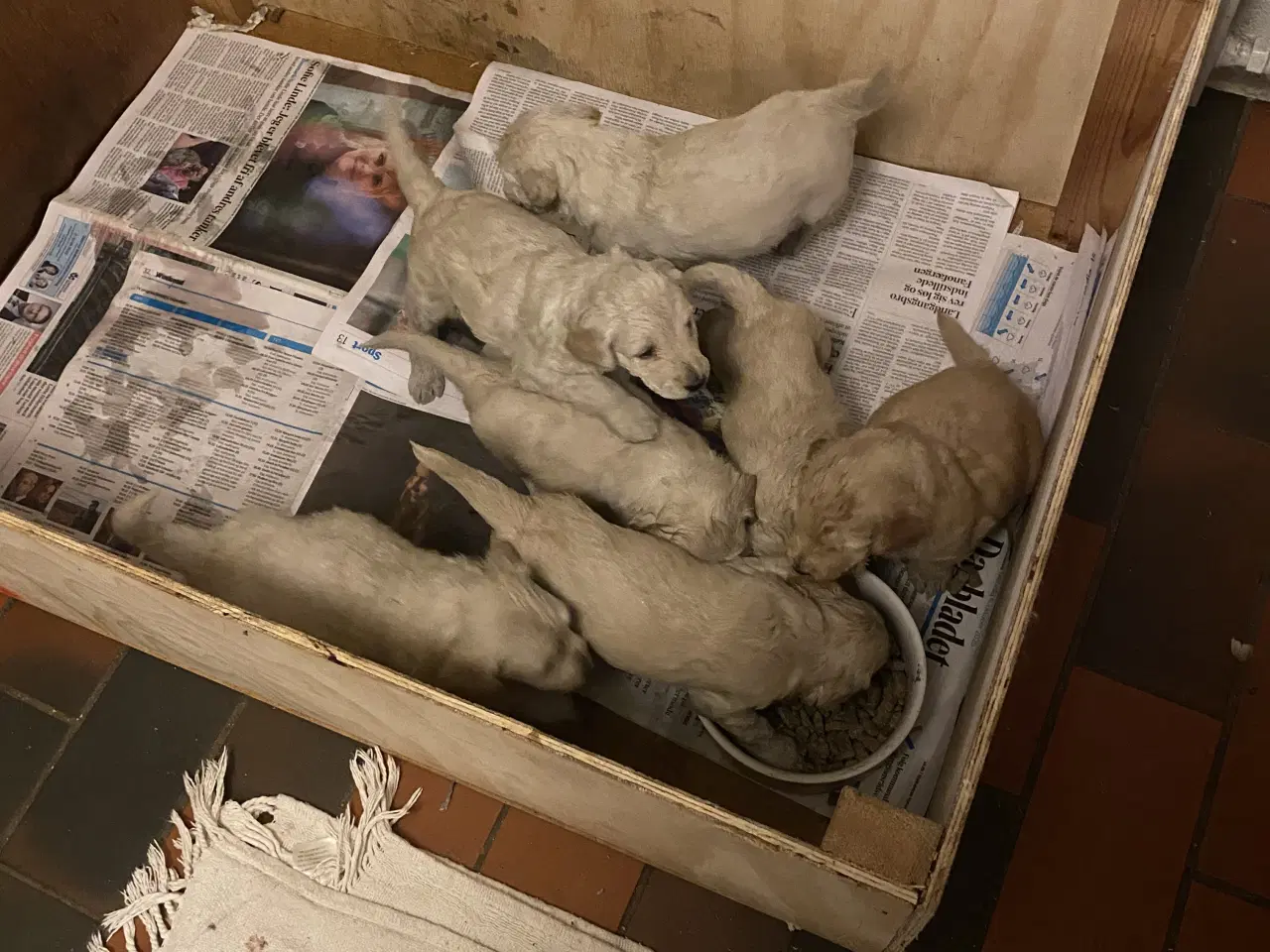 Billede 2 -  Labradoodle hvalpe