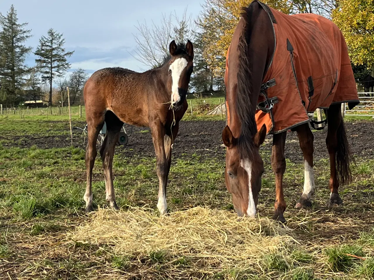 Billede 4 - Føl sælges 