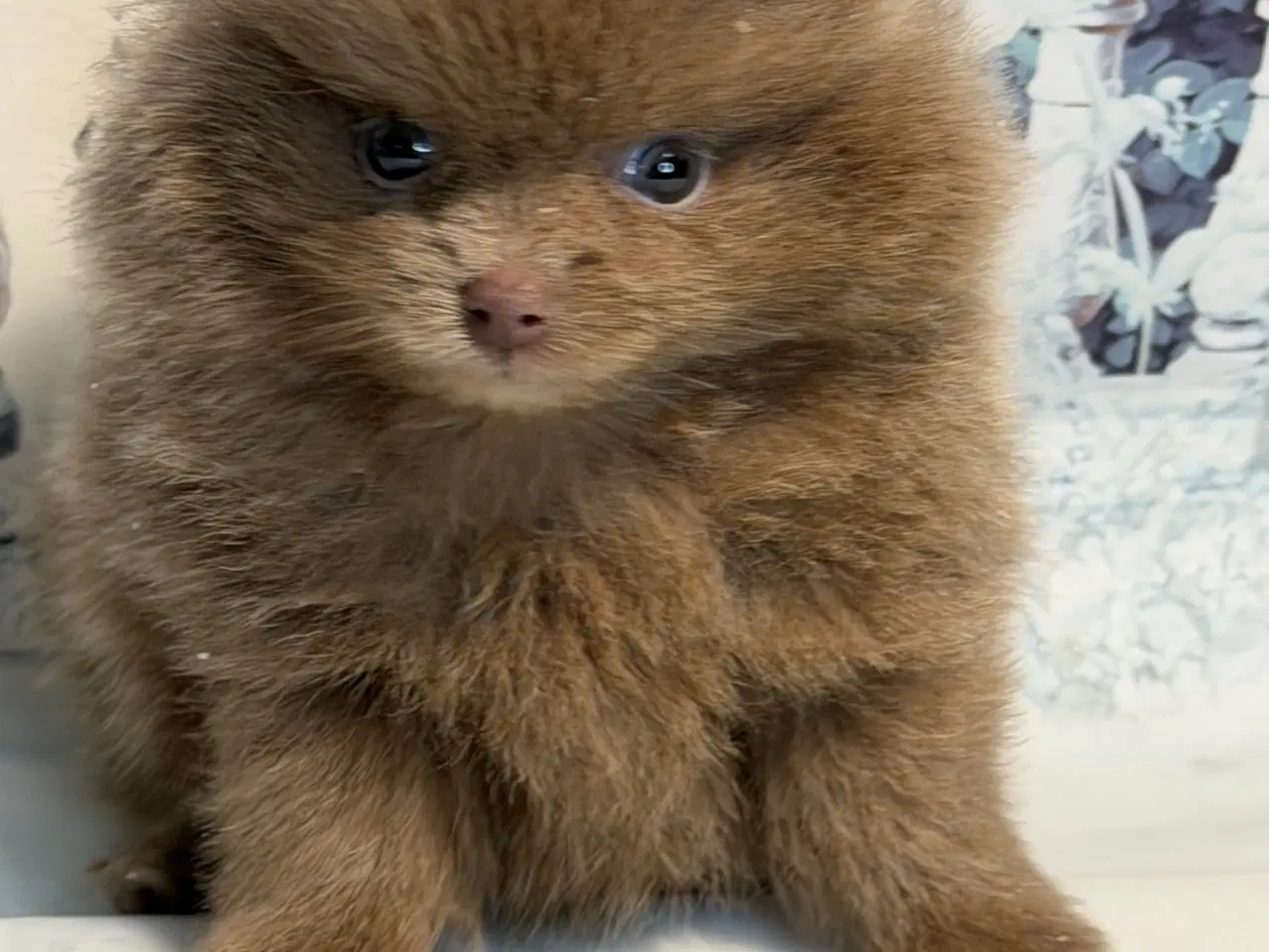 Billede 8 - 💜 100% Pomerania – Sjældne Lilla & Merle Skønhede