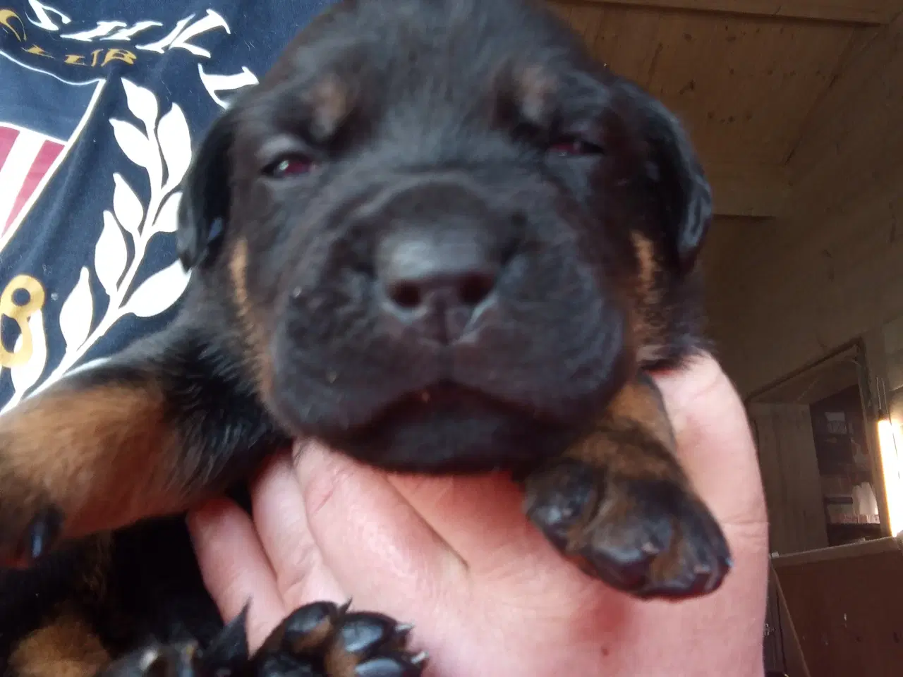 Billede 2 - Rottweiler x Cane Corso mix 