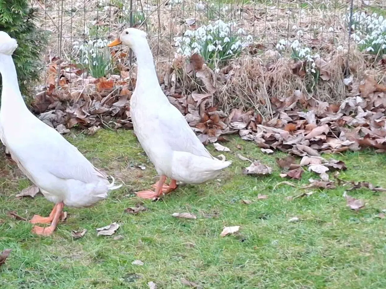 Billede 1 - 2 toppede løbeænder. Ubeslægtede. 
