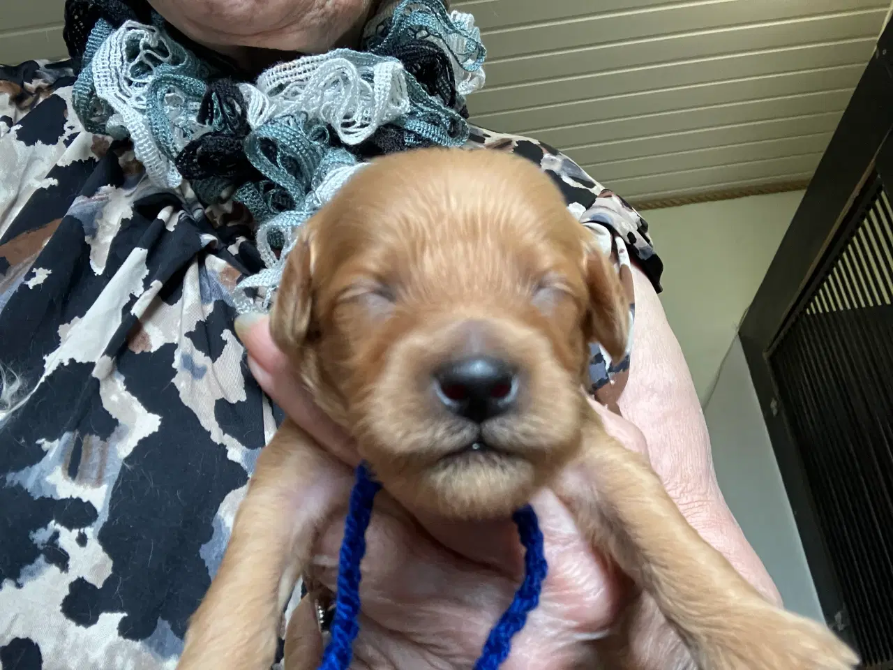 Billede 3 - Cavapoo f2 cavalier/pudel