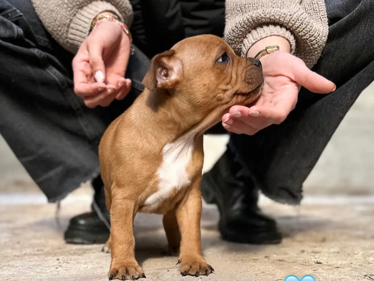 Billede 2 - Røde Staffordshire Bull terrier hvalpe 