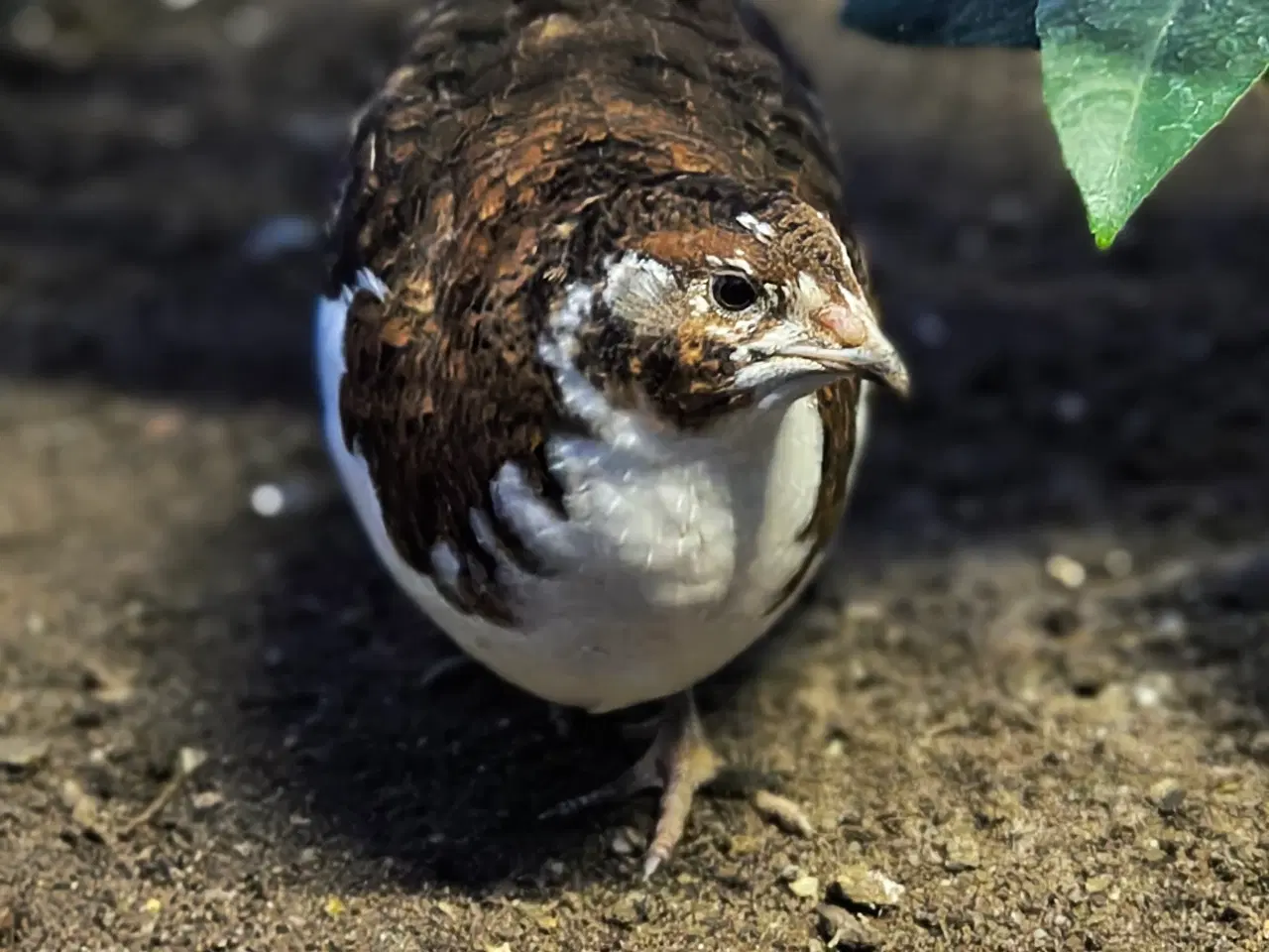 Billede 5 - Daggamle vagtelkyllinger klækket fredag den 10/4