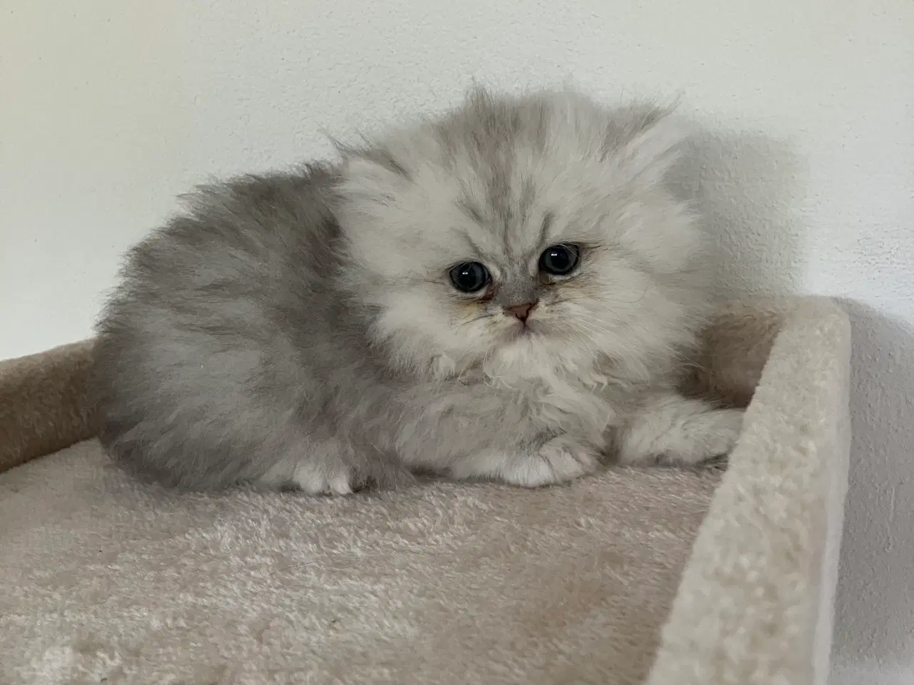 Billede 2 - Perser / British Shorthair