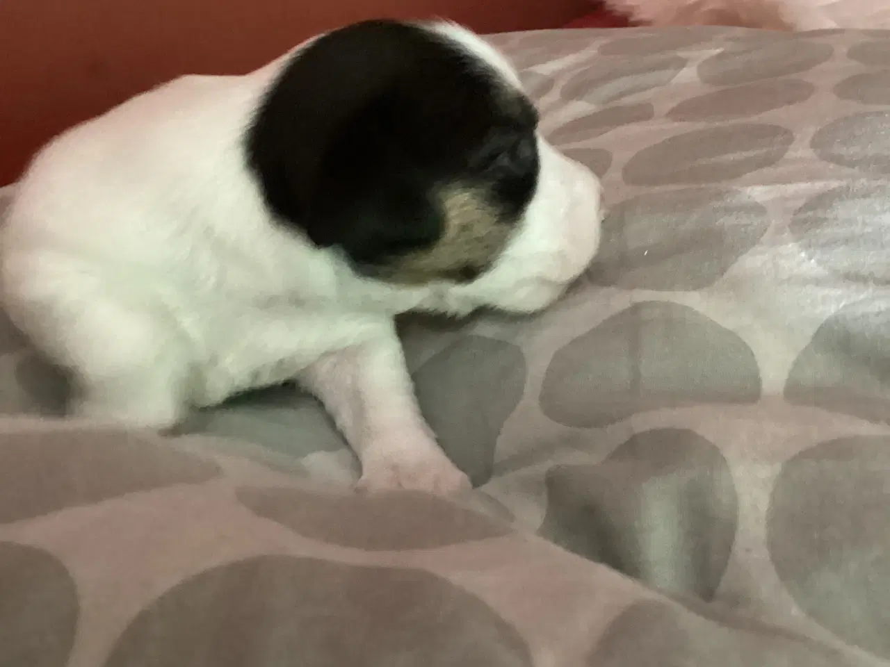 Billede 4 - Jack Russell terrier hvalpe