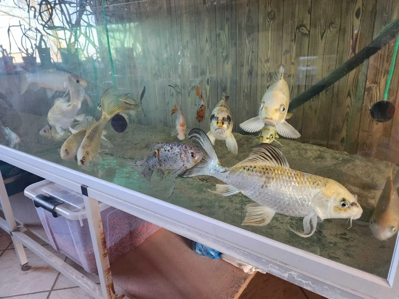 Billede 3 - Koi Koier  Karper  Boddy  Flies  Slør Haler.  M.m 