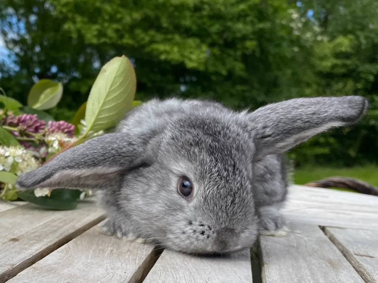 Billede 1 - FRANSK VÆDDER HUN CHINCHILLA