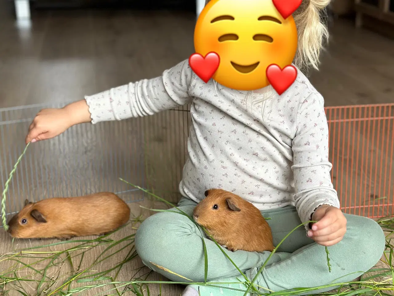 Billede 12 - To søde han marsvin søger nyt hjem