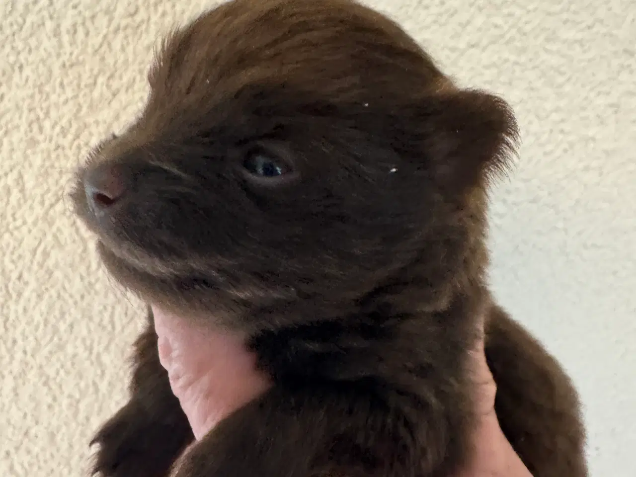 Billede 7 - Pomerania hvalpe til efterårsferien 