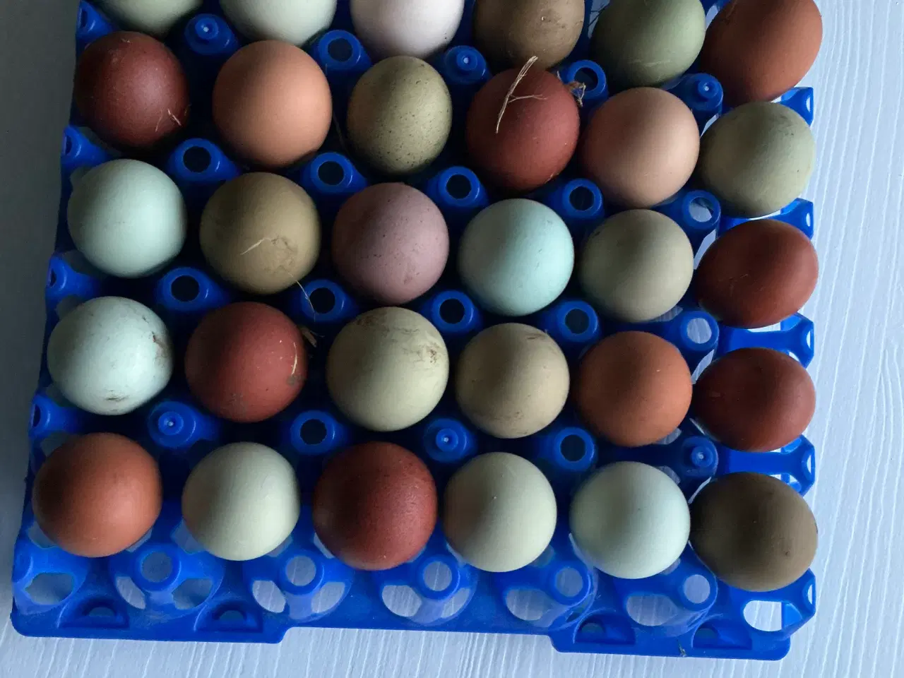 Billede 2 - Rugeæg I Gode Farver