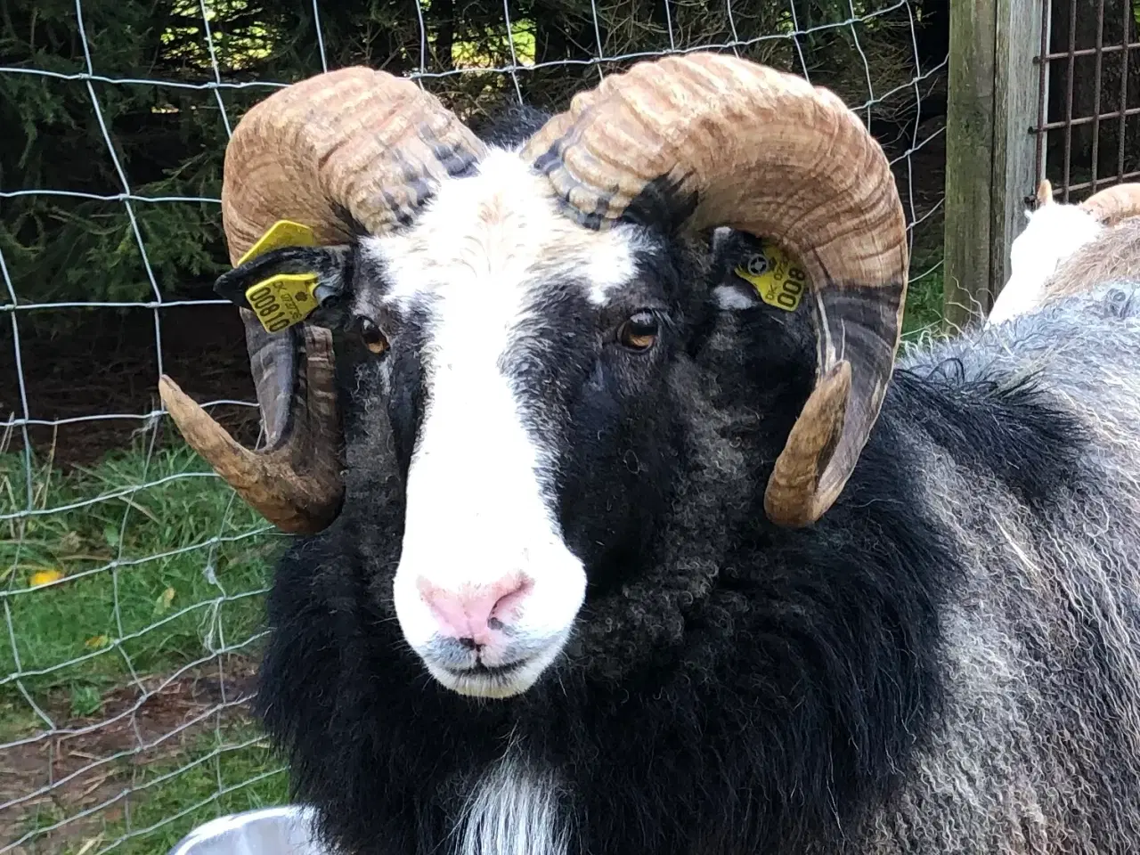 Billede 1 - Gute vædder