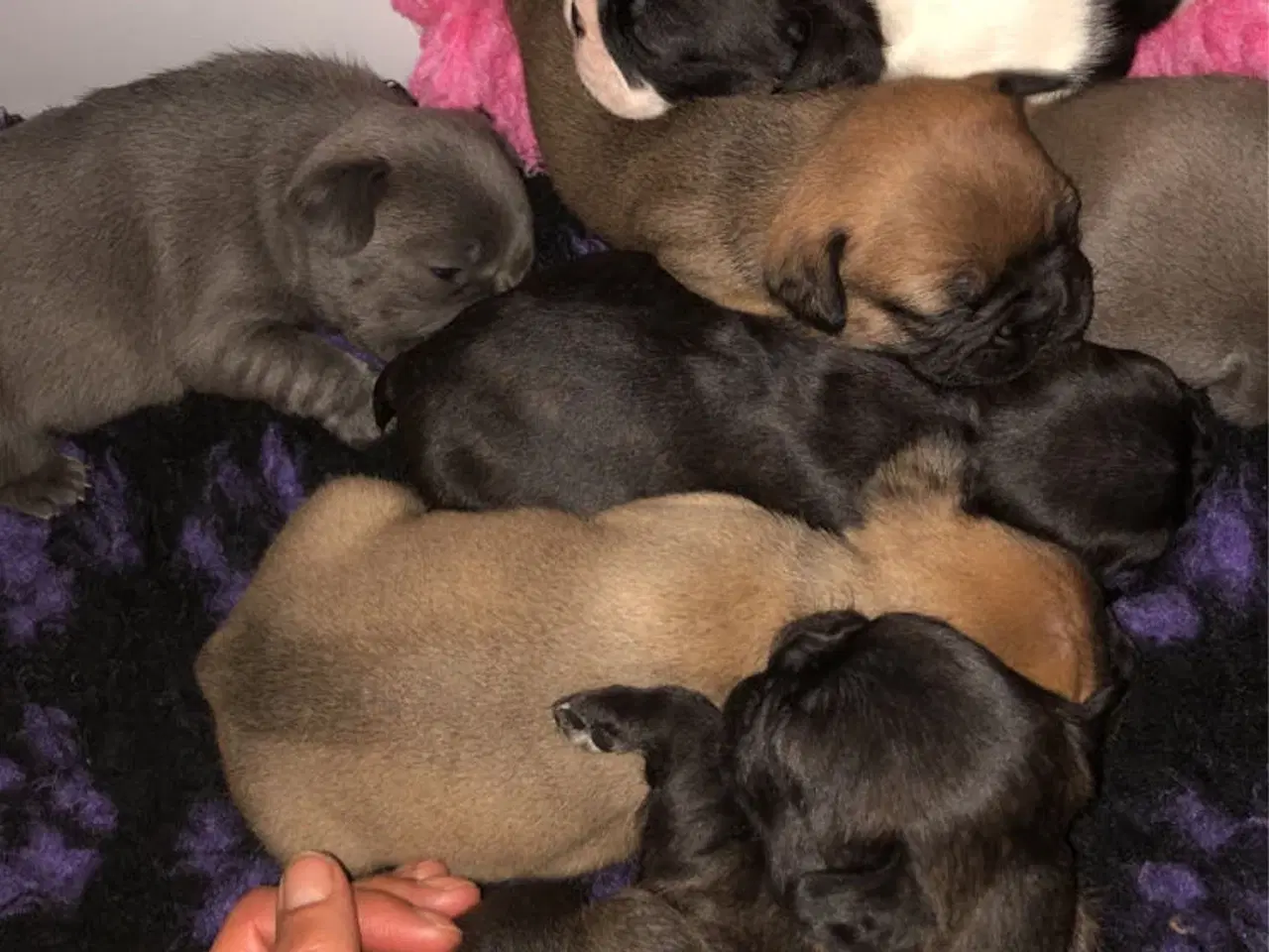 Billede 9 - Fransk bulldog hvalpe kun 1 tilbage