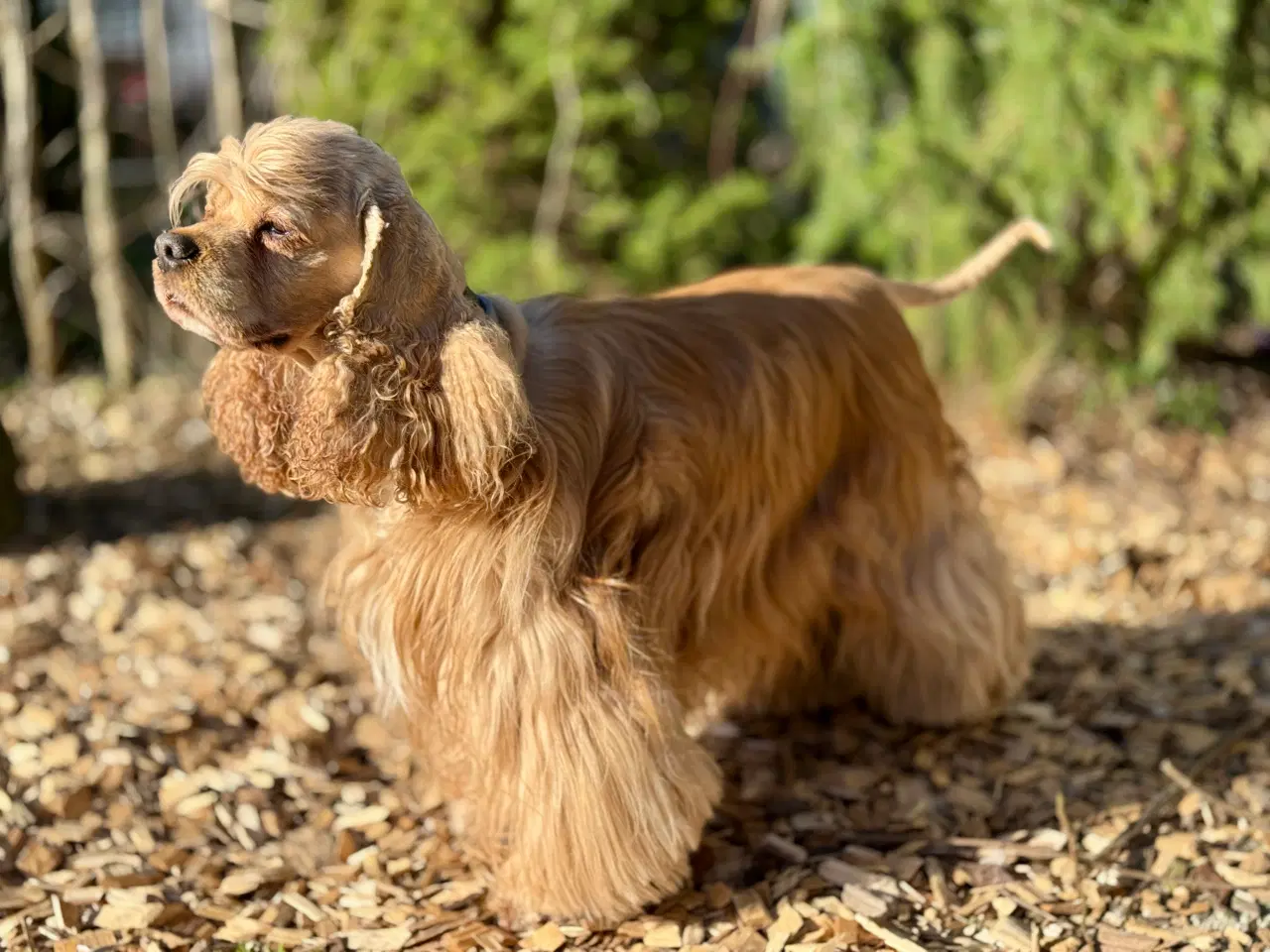 Billede 11 - Ceckerspaniel og Labrador (Amerikansk cockerdor)