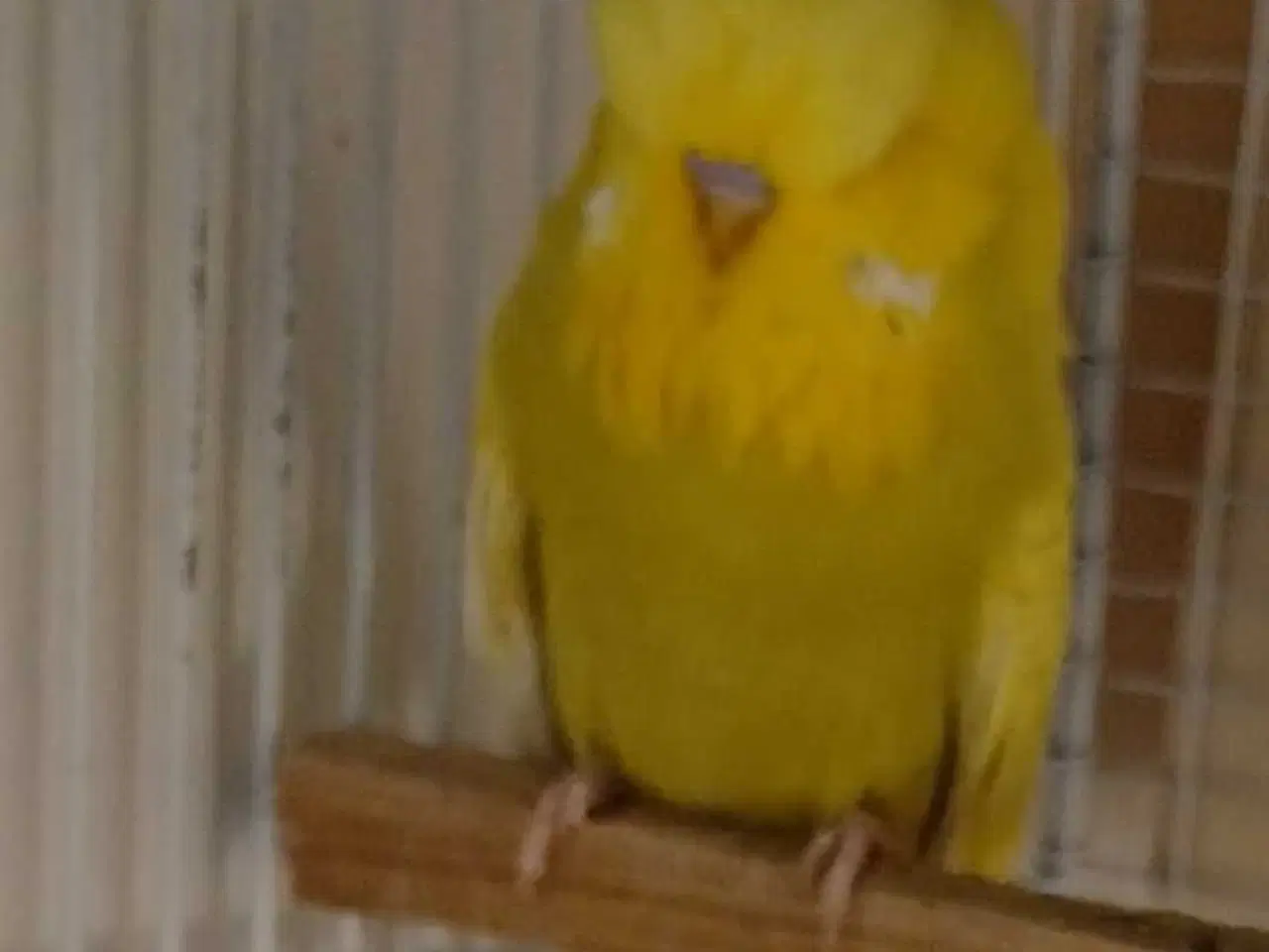 Billede 4 - Engelsk undulat han 