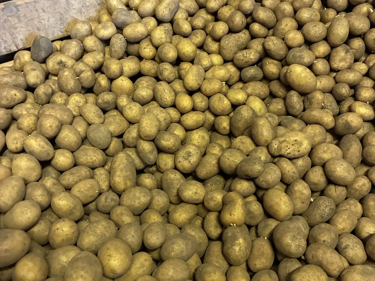 Billede 1 - Lægge kartofler