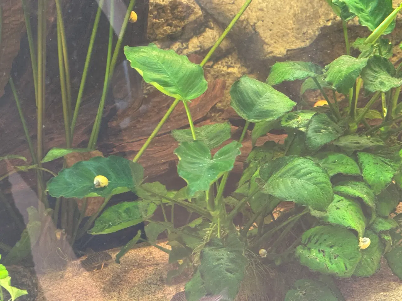 Billede 3 - Fine mysteriesnegle - søger nyt hjem