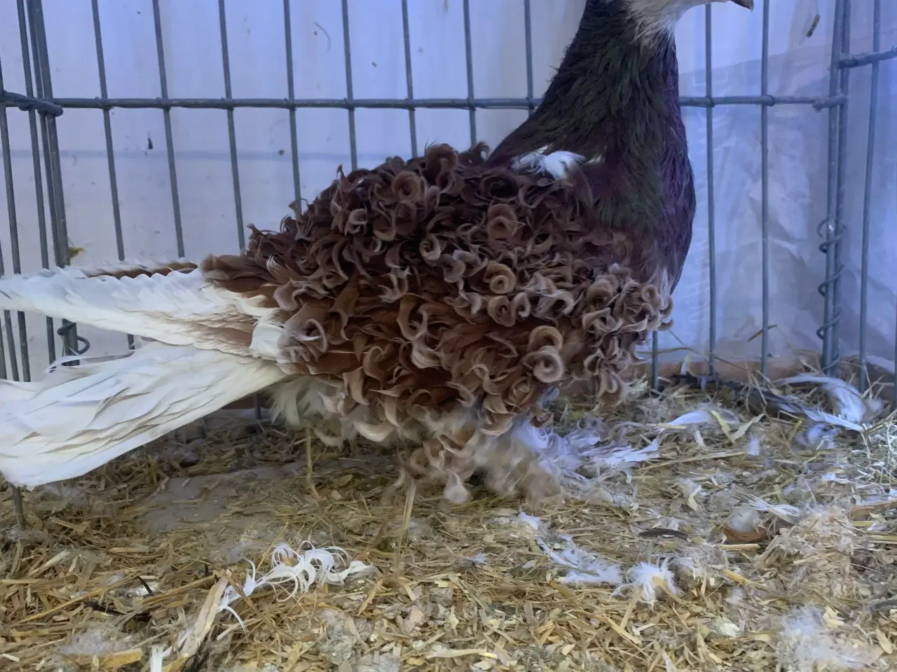 Billede 2 - Rødskimlet