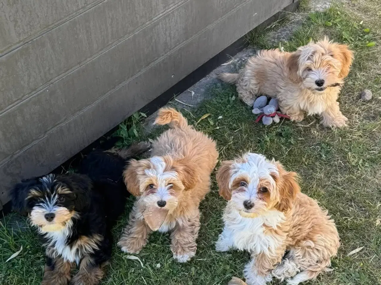 Billede 3 - Bichon Havanais hvalpe
