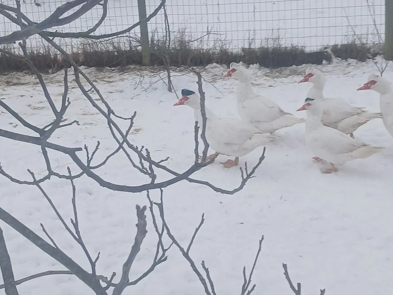 Billede 1 - Moskus ænder