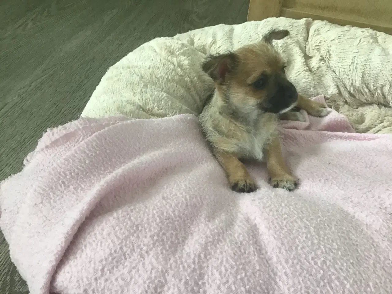 Billede 6 - Chihuahua blanding 