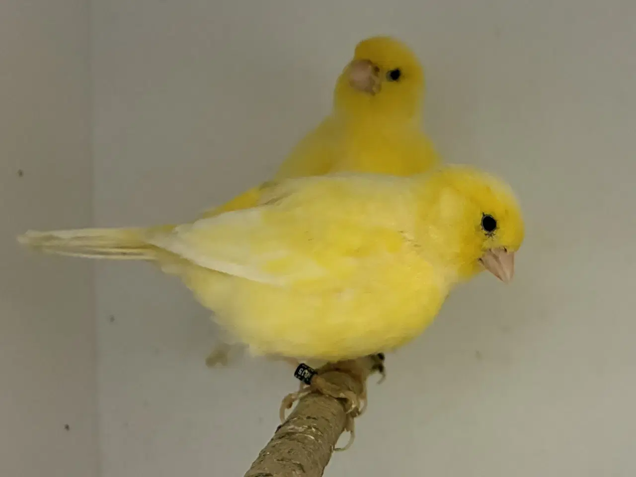 Billede 2 - Fife Fancy