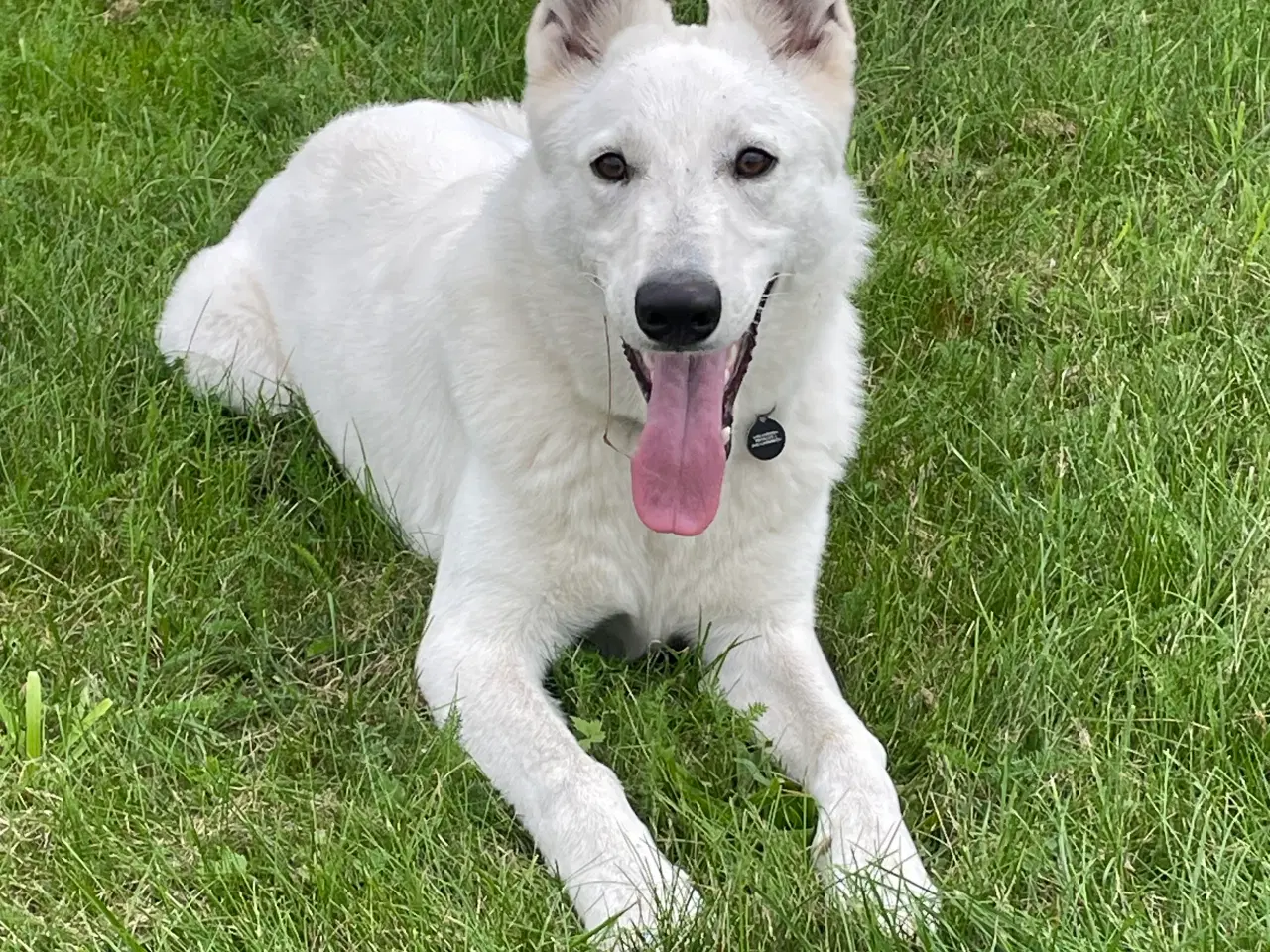Billede 7 - Hvid schweizisk hyrdehund 2.5 år 