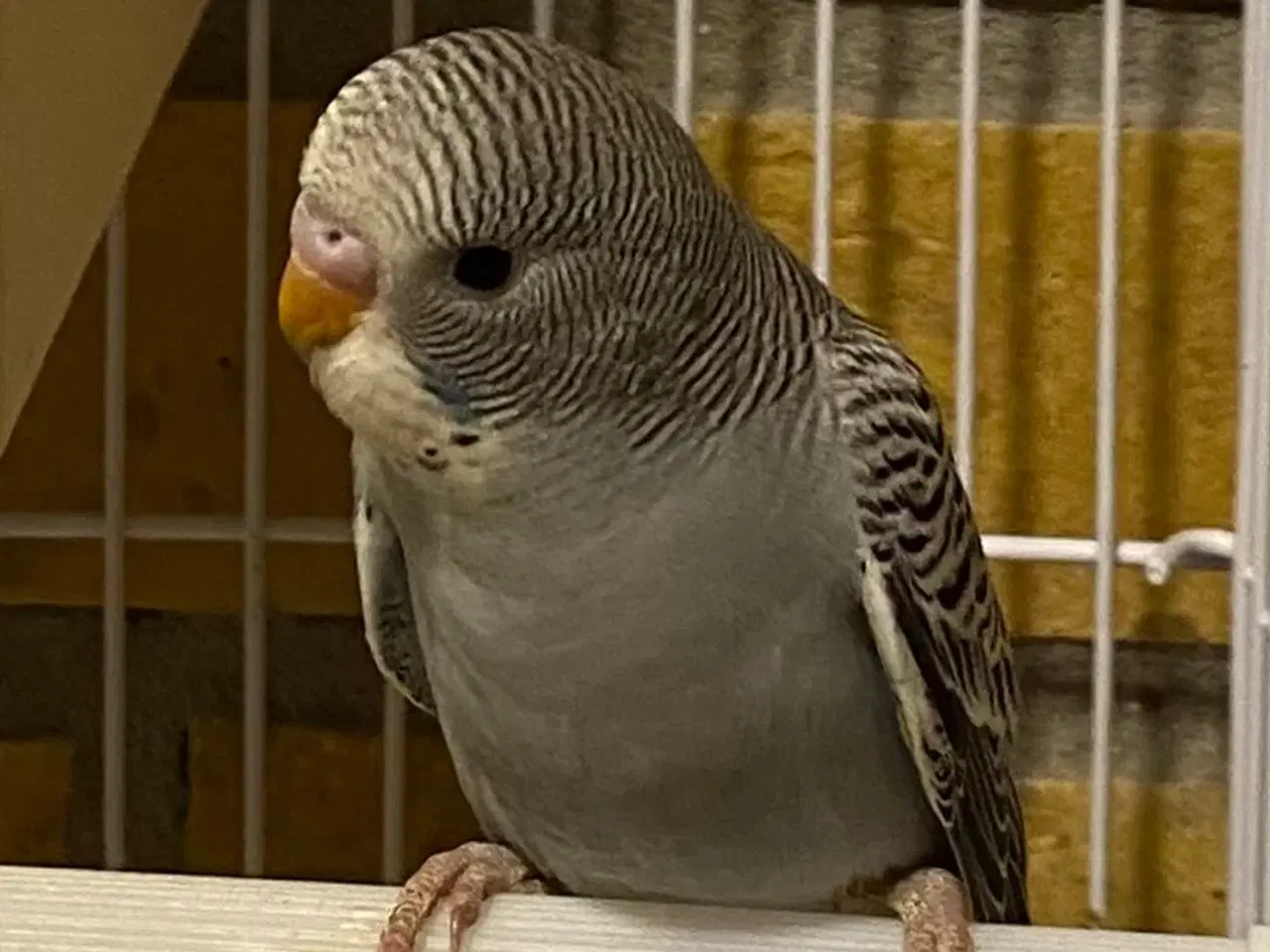 Billede 1 - Undulatunger