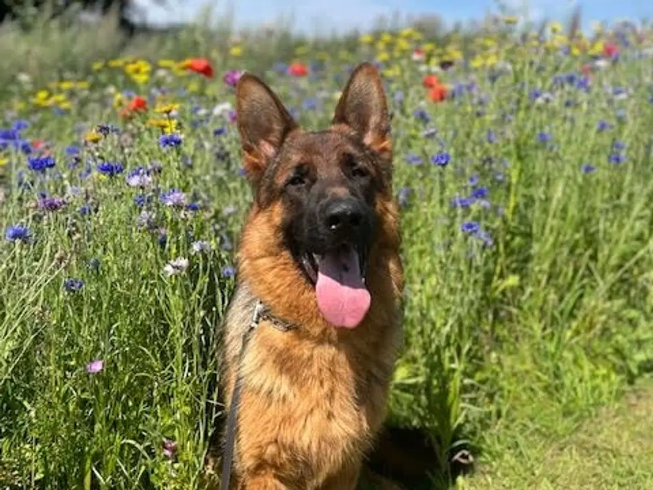 Billede 1 - Schæferhan til træningsmotiveret hundefører