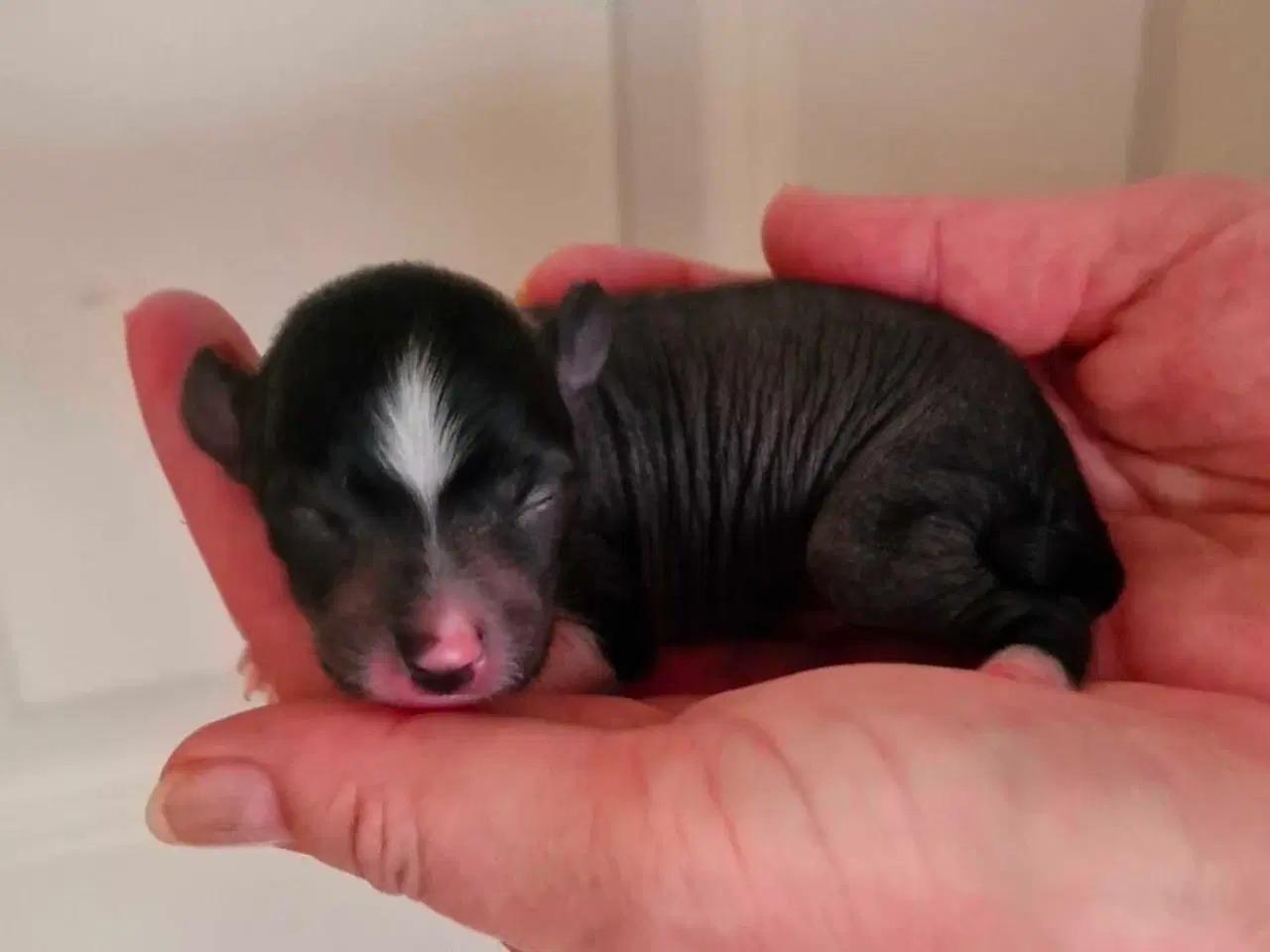 Billede 10 - Chinese crested/chihaua Hundehvalp, hårløs han