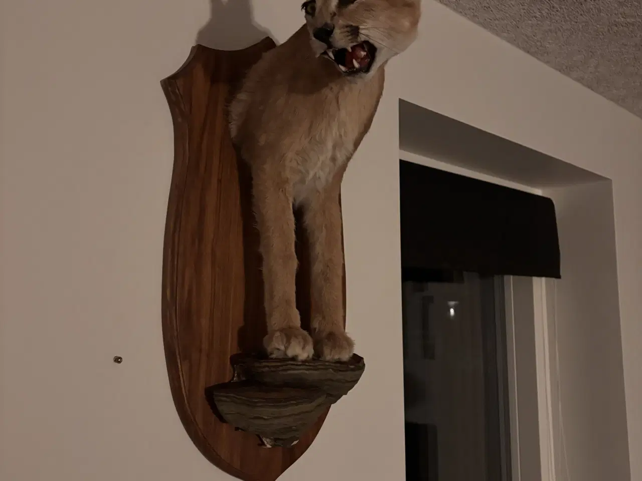 Billede 2 - Caracal skulder monteret 