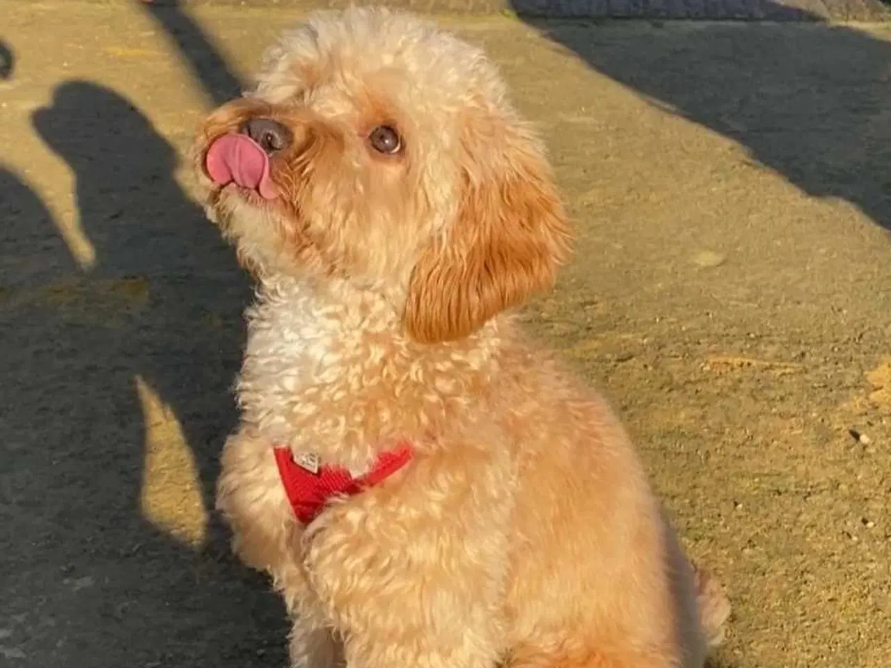 Billede 9 - Cavapoo F1B 