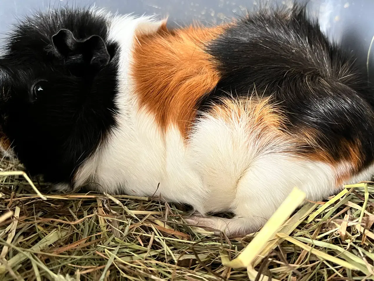 Billede 6 - To hun maresvin sælges med bur og alt tilbehør 