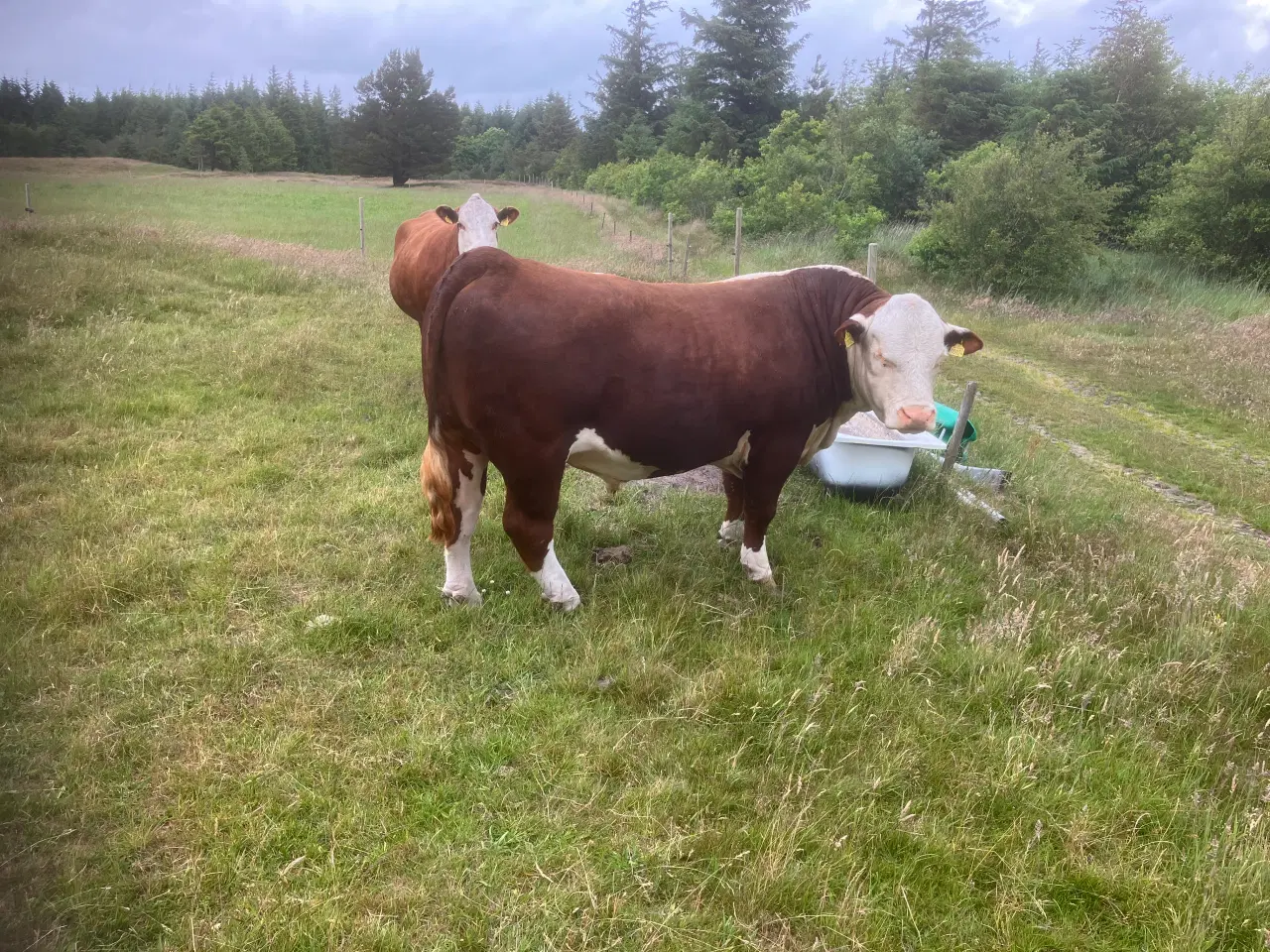 Billede 1 - Hereford tyr