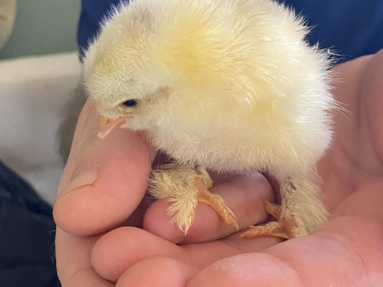 Billede 4 - Rugeæg Brahma stor