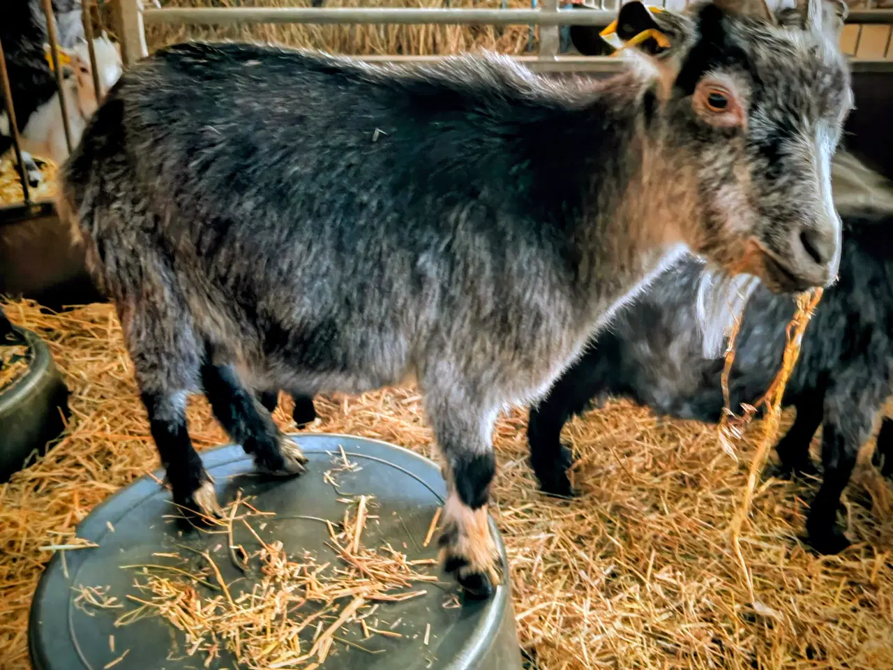 Billede 1 - Gedemor med to gimmerkid