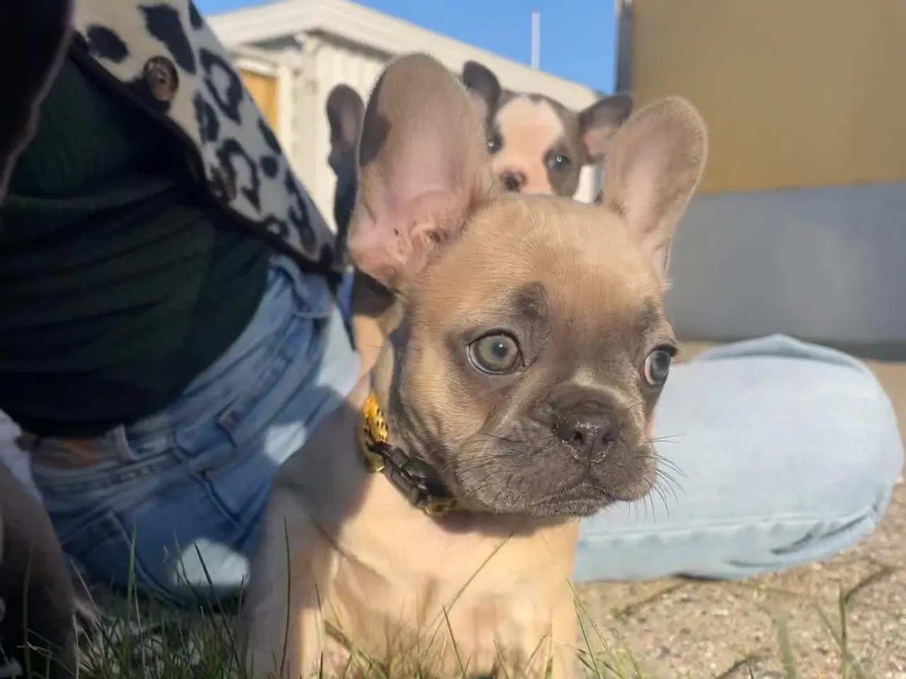 Billede 1 - Fransk Bulldogge Hvalpe