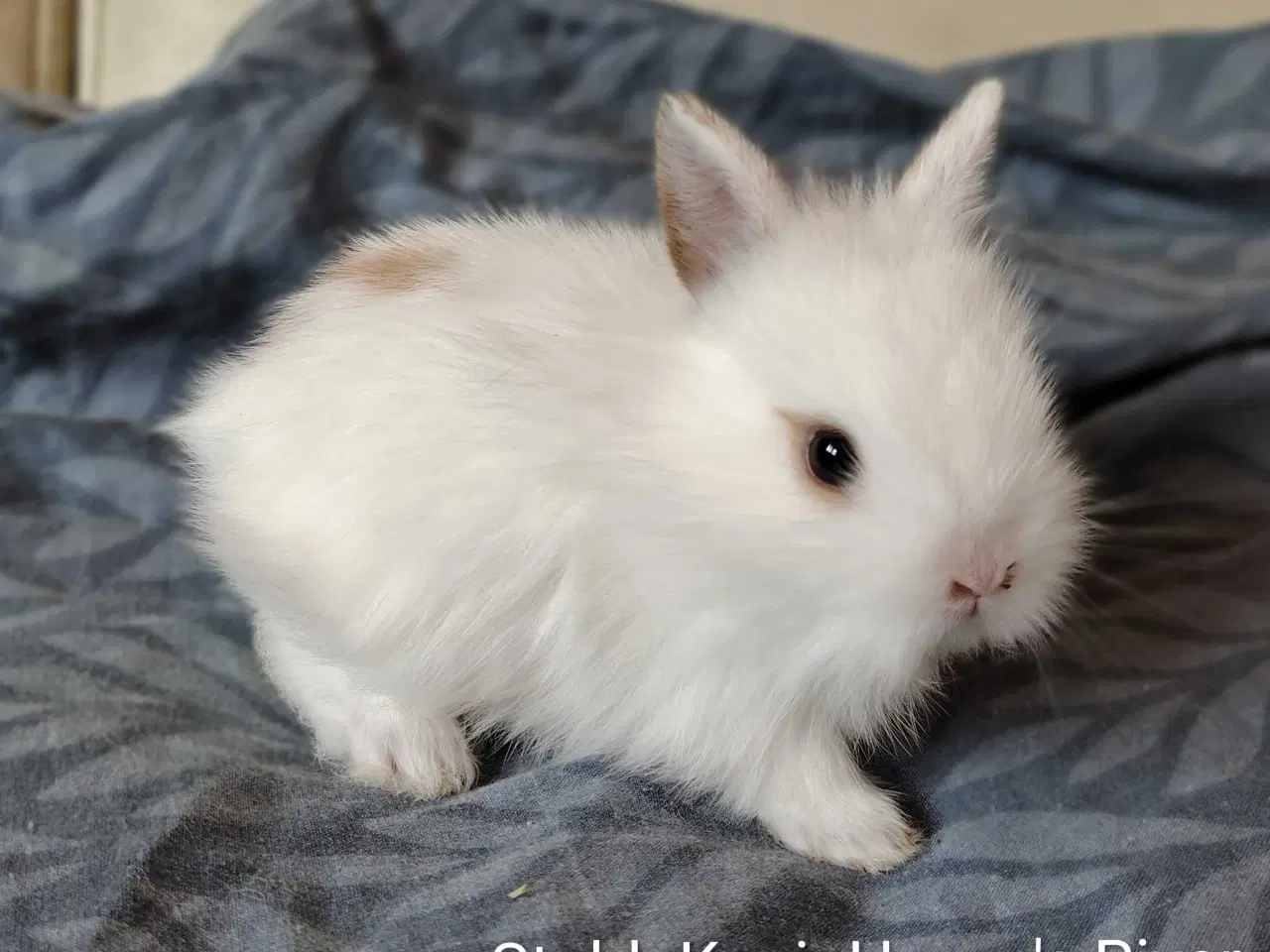 Billede 6 - Fluffy Mini Kaniner🐰