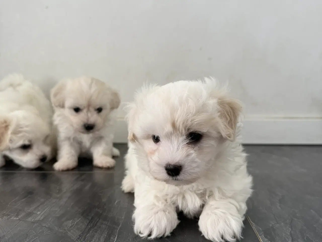 Billede 6 - 3 lækre malteser/bichon havanais hvalpe