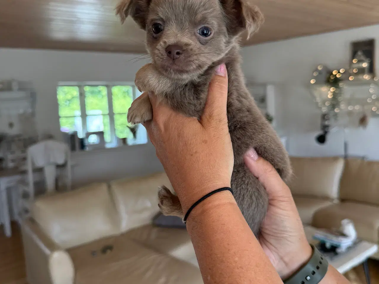 Billede 2 - Chihuahua hvalpe 