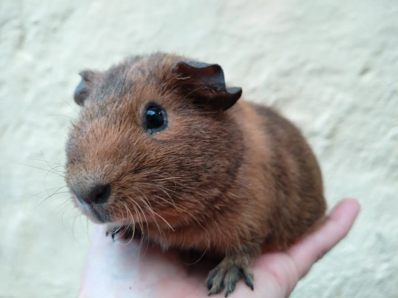 Billede 2 - 2 Teddy Rex søstre