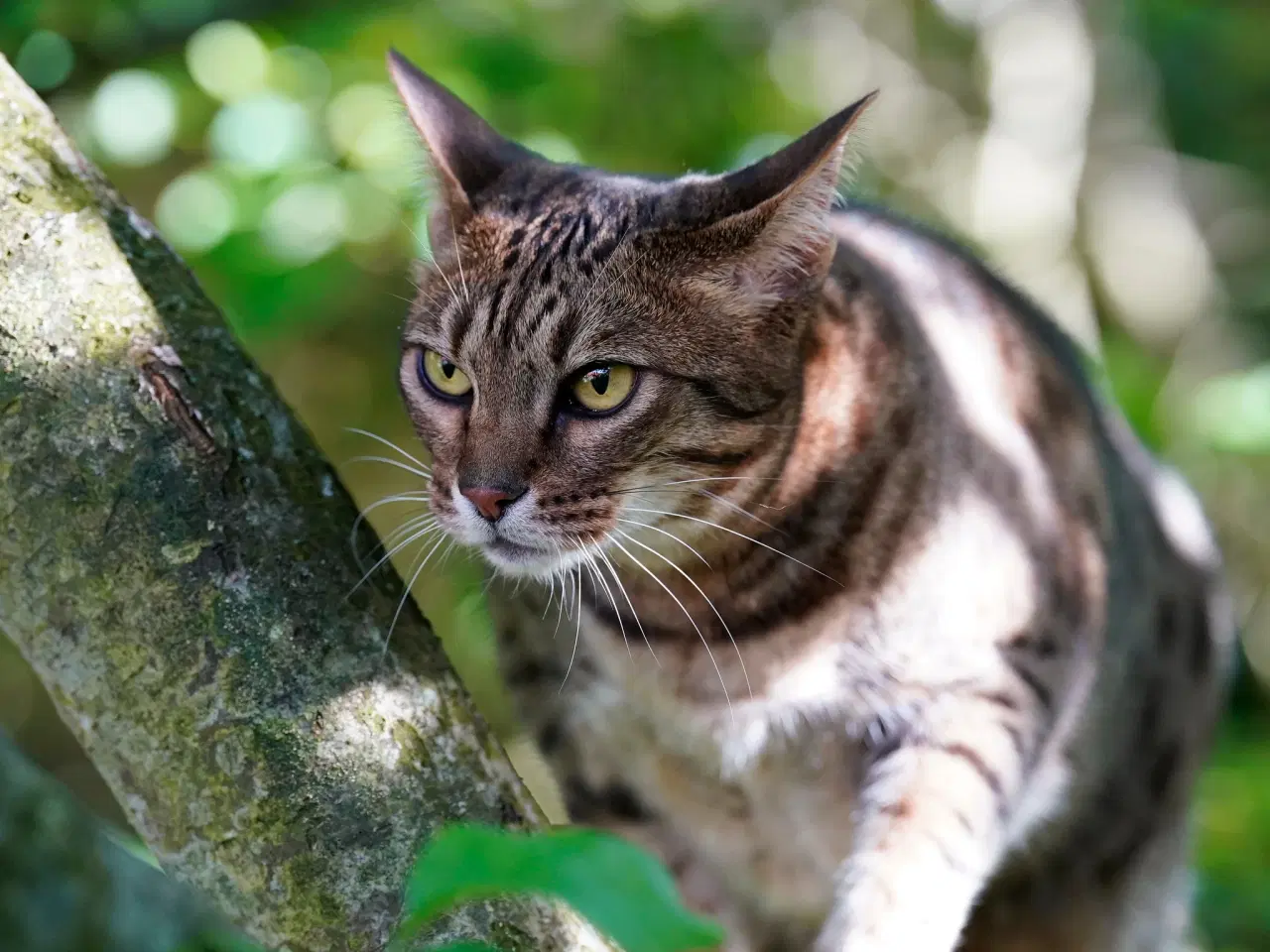 Billede 6 - Ocicatte søger nyt hjem