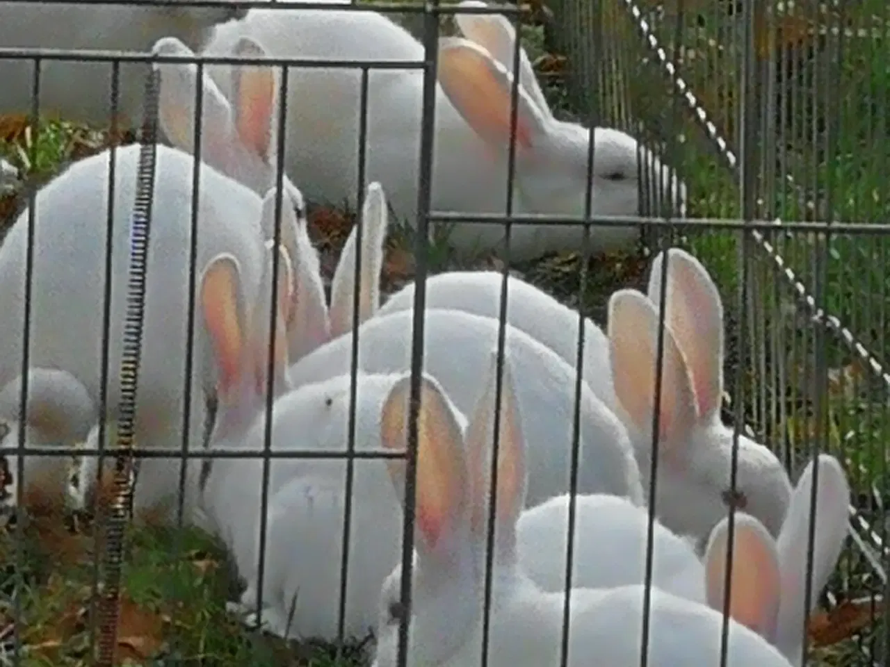 Billede 5 - Hvid Land kanin unger.