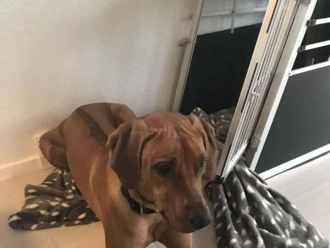 Billede 4 - Hund - Rhodesian Ridgeback