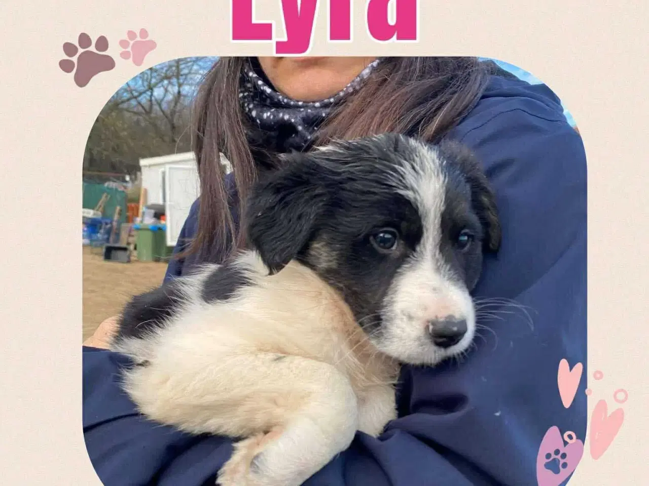 Billede 6 - Lyra søger sit 4 ever hjem 