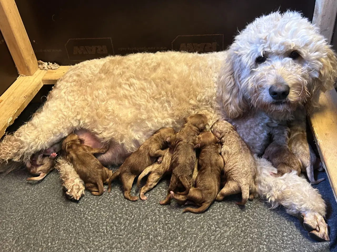 Billede 1 - Goldendoodle + Cavapoo