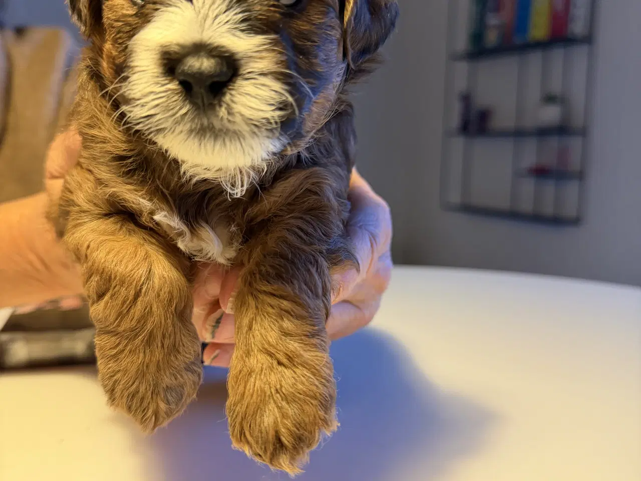 Billede 10 - Shitzu puddel blanding 