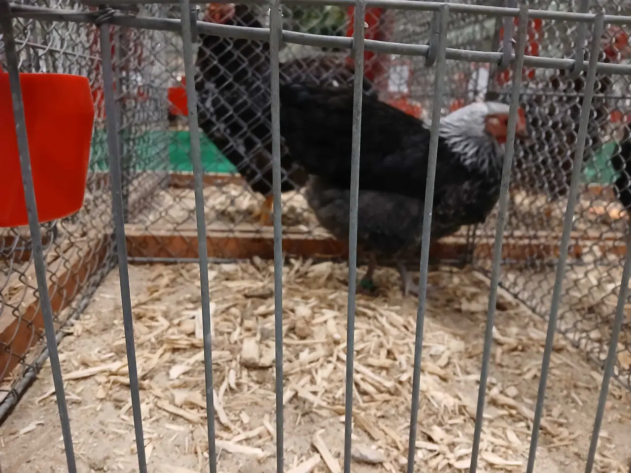 Billede 2 - Dværg Sussex, både høner og haner