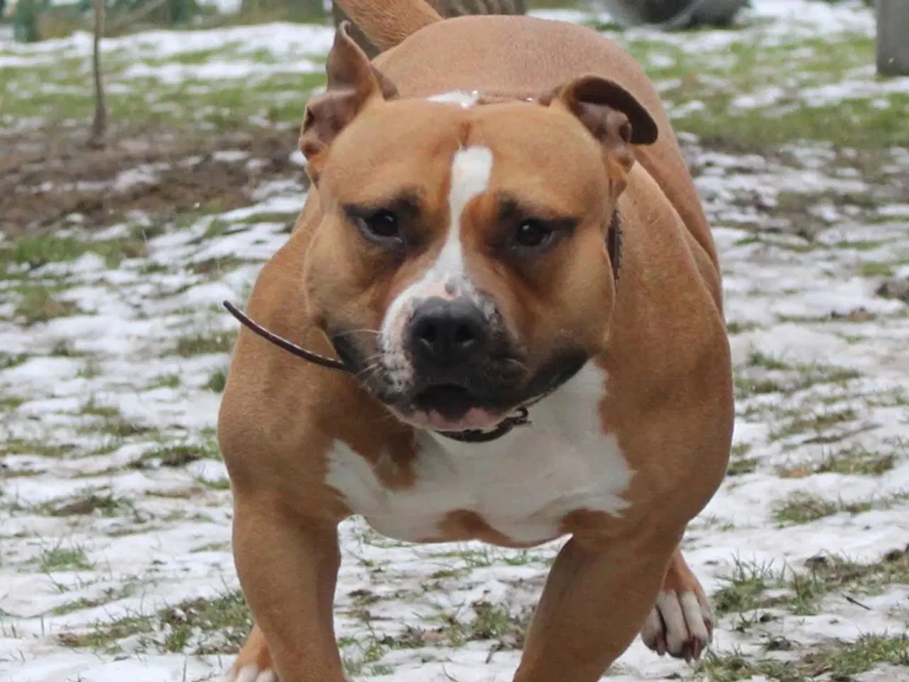 Billede 14 - Dejligeste American Bully hvalpe